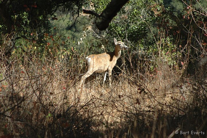 DSC_1841.JPG - White-tailed deer